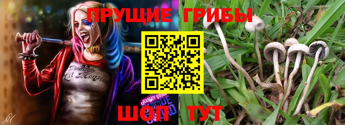 Псилоцибиновые грибы Psilocybine cubensis Набережные Челны